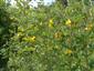 Veterník - kvitnúca Colutea arborescens