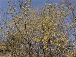 Cornus mas