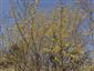 Cornus mas