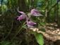 Cephalanthera rubra