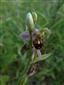 Ophrys apifera