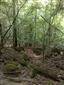 Lipovo-javorové sutinové lesy (12.9.2014)