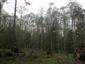 Brezové, borovicové a smrekové lesy na rašeliniskách (3.6.2015)