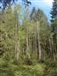 Brezové, borovicové a smrekové lesy na rašeliniskách (22.6.2015)