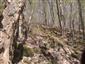 Lipovo-javorové sutinové lesy (23.4.2015)