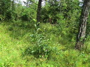 Horná časť lokality