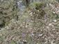 Monitorovaný druh Pulsatilla subslavica 