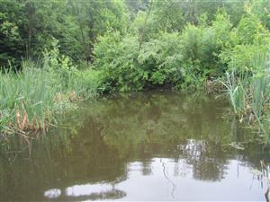 zarastený rybník na TML
