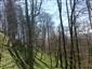 Javorovo-bukové horské lesy (12.5.2015)