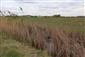 Pohľad na JV slaniskové časti TML Panské lúky, s kanálom a zapl. slanisk. depresiami. Foto: 6.5.2026 J.Lengyel.