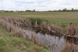 Pohľad na časť TML Panské lúky, stredový kanál s mokraď. zárastami. Foto: 6.5.2026, J.Lengyel.