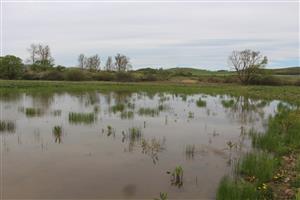 biotop jazierko