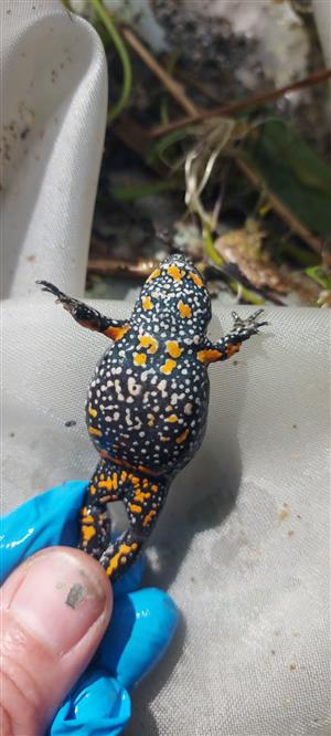 odchyt adult