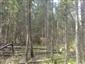 Brezové, borovicové a smrekové lesy na rašeliniskách (11.6.2015)