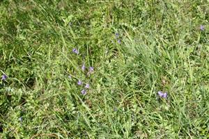 Campanula serrata v TMP