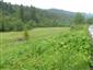 kunka žltobruchá (28.6.2013)