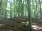 Bukové a jedľové kvetnaté lesy (24.6.2015)
