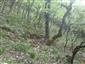 Teplomilné panónske dubové lesy (4.6.2015)