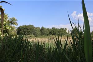 Pohľad na časť TML Boheľov, Karáb, slatinný meander. Foto: 27.5.2026, J.Lengyel.