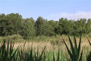 Pohľad na TML Boheľov, Karáb, časť slatinný meander. Foto: 27.5.2026, J.Lengyel.