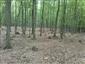 Eurosibírske dubové lesy na spraši a piesku (24.6.2015)