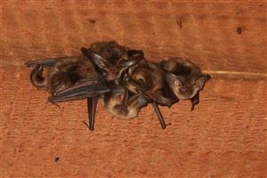 kolonia Plecotus auritus