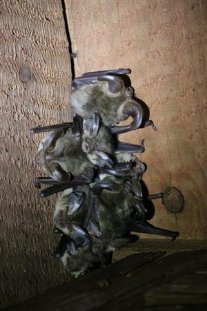 kolonia Plecotus auritus