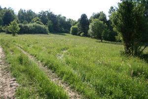 záber na časť biotopu smer Z