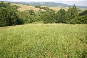 záber na časť biotopu s výskytom orchideí