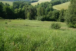 záber na časť biotopu s prameniskom, smer SZ