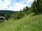 Porasty borievky obyčajnej (19.6.2015)