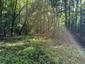 brhlík lesný (obyčajný) (22.4.2026)