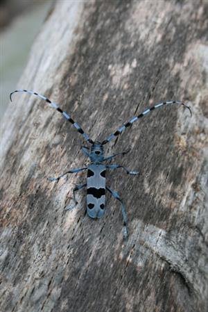 Rosalia Alpina