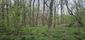 vrchárka modrá (29.4.2026)