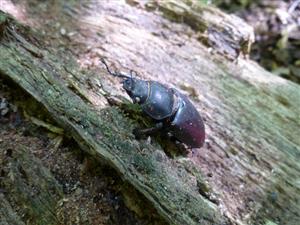 L.cervus