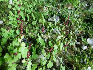 Saxifraga cernua v mapovacej lokalite