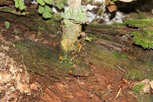 populace Buxbaumia viridis, TMP1