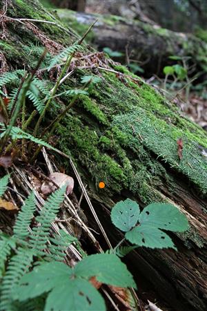 populace Buxbaumia viridis, TMP2