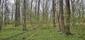 svrčiak zelenkavý (26.4.2026)