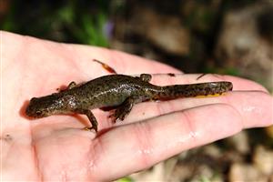 samica mloka horského (Triturus alpestris)