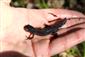 samec mloka horského (Triturus alpestris)