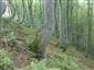 Javorovo-bukové horské lesy (24.6.2015)