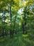 kolibiarik spevavý (27.4.2026)