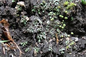 Mannia triandra v TMP2