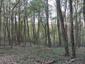 brhlík lesný (obyčajný) (25.4.2026)