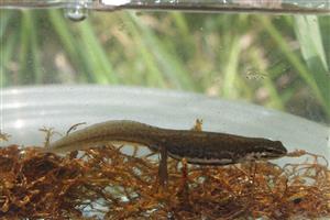 Triturus vulgaris ad samica