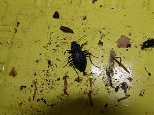 Carabus variolosus