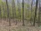 Škovránik stromový (26.4.2026)