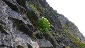 Oxytropis campestris ssp. tatrae v mapovacej lokalite
