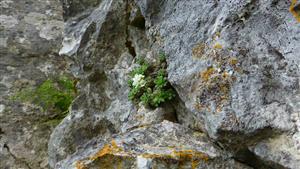 Draba tomentosa v skalanej stene mapovacej lokality